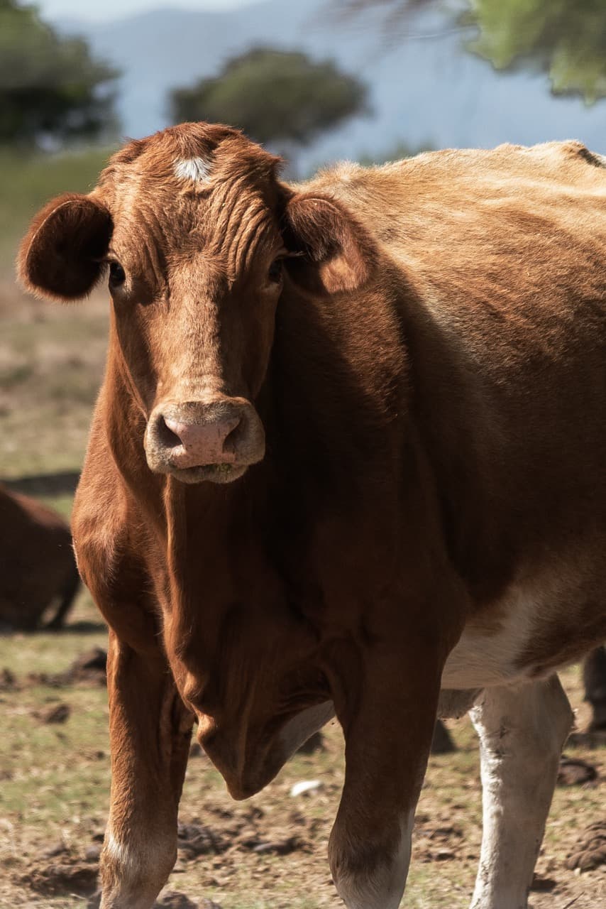 Portrait of a Beefmaster cow looking at the camera
