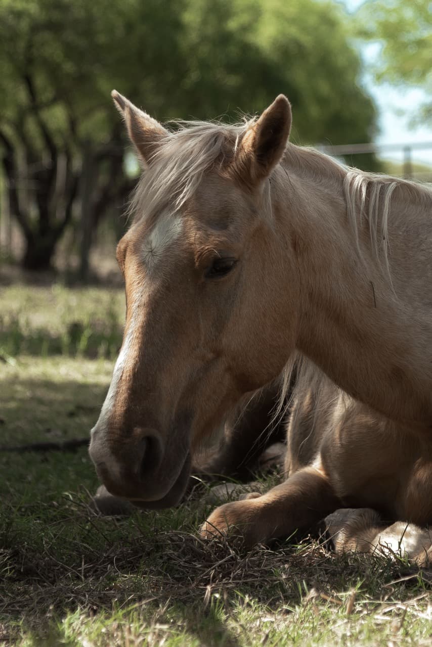 Palomino horse resting in the shade