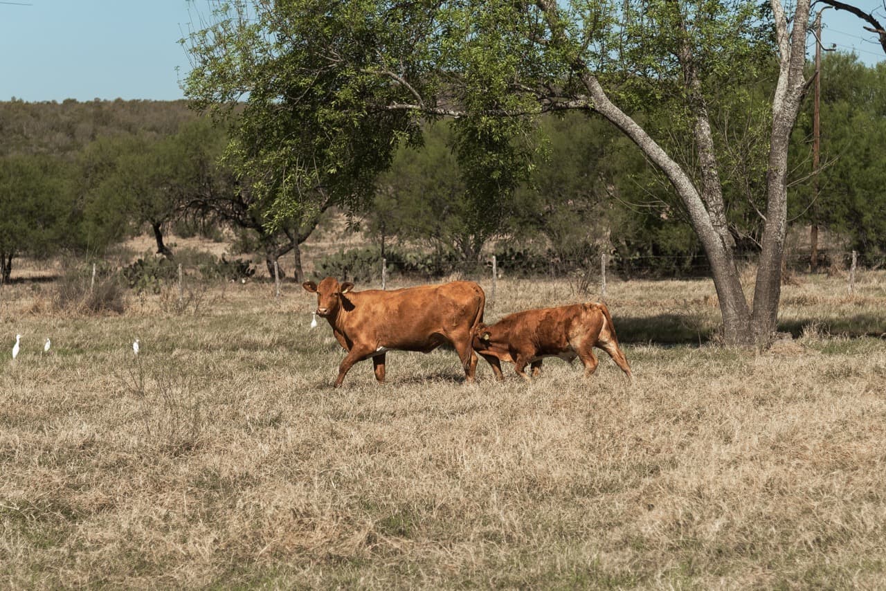 Beefmaster cow with her calf among egrets