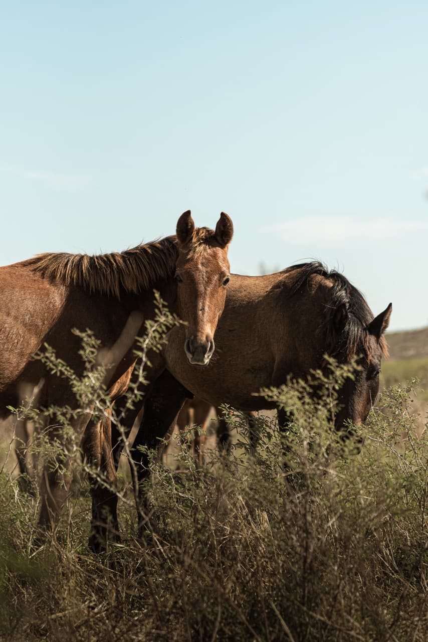 Two horses at dusk in the brush