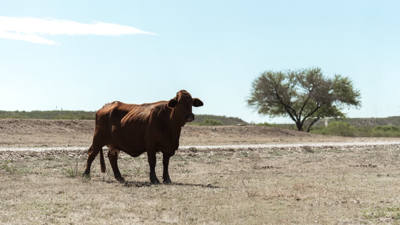 Beefmaster cow on the plain under a big sky