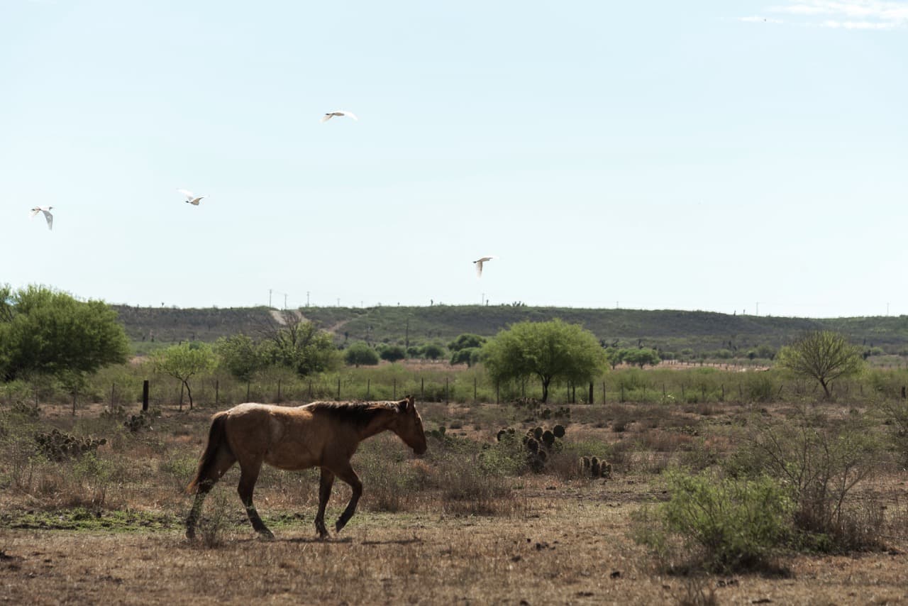 Quarter Horses and Pintos