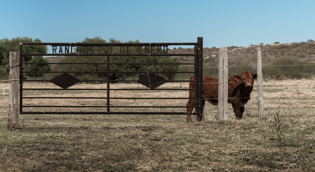 Entrance gate of Rancho 21 de Enero with a Beefmaster animal
